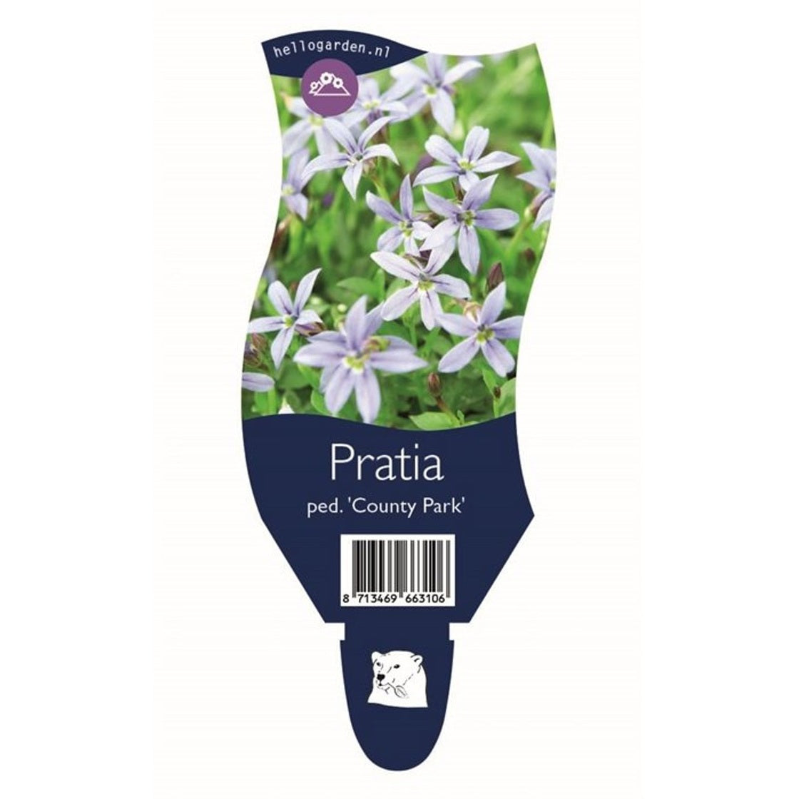 Pratia – Pratia pedunculata 'County Park' - P11