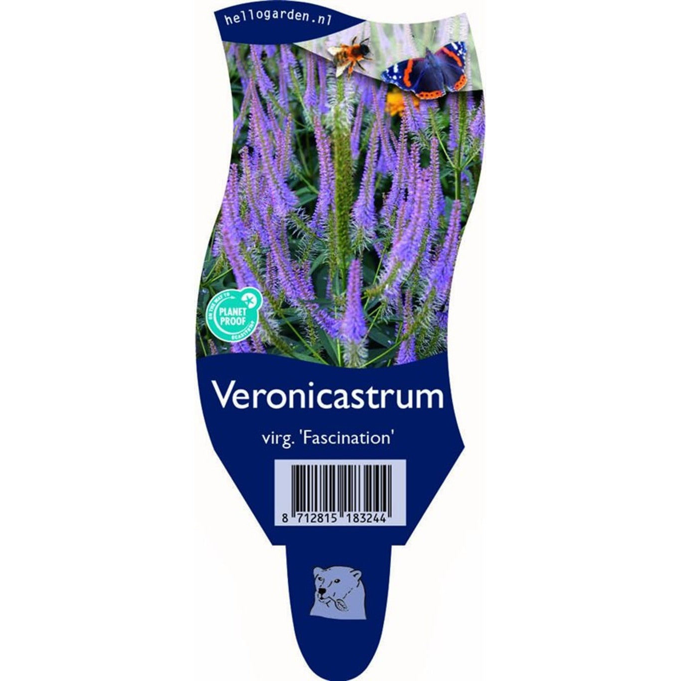 Sibirisk veronikasläktet – Veronicastrum virginicum 'Fascination' - P11