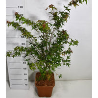 Japansk lönn – Acer palmatum 'Beni-maiko' - C15 125/+ cm.