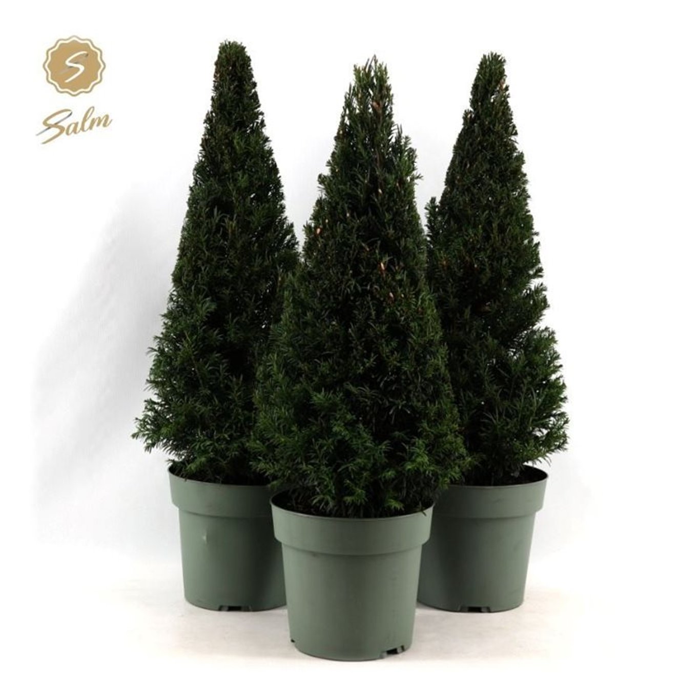 Idegran – Taxus baccata - 50-60 CM Piramide Cont.