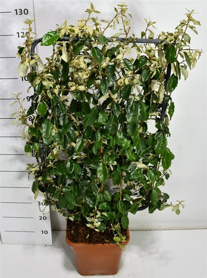Silverolvon – Elaeagnus ebbingei - C18 100 cm. Scherm