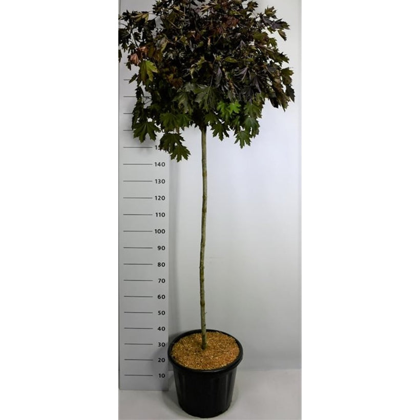 Spetslönn – Acer platanoides 'Crimson Sentry' - C35 140 cm. Stam