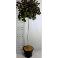 Spetslönn – Acer platanoides 'Crimson Sentry' - C35 140 cm. Stam