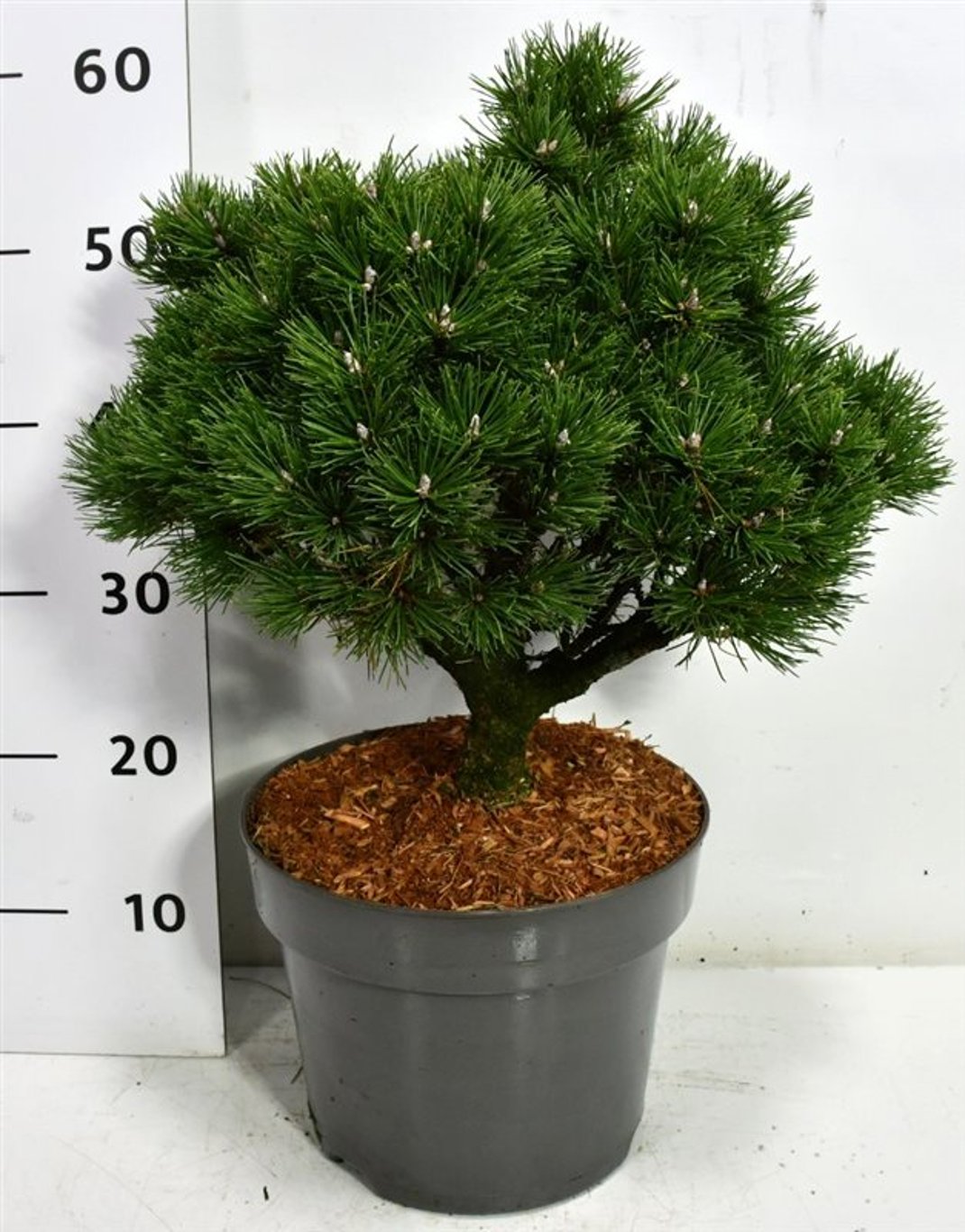 Bergtall – Pinus mugo &