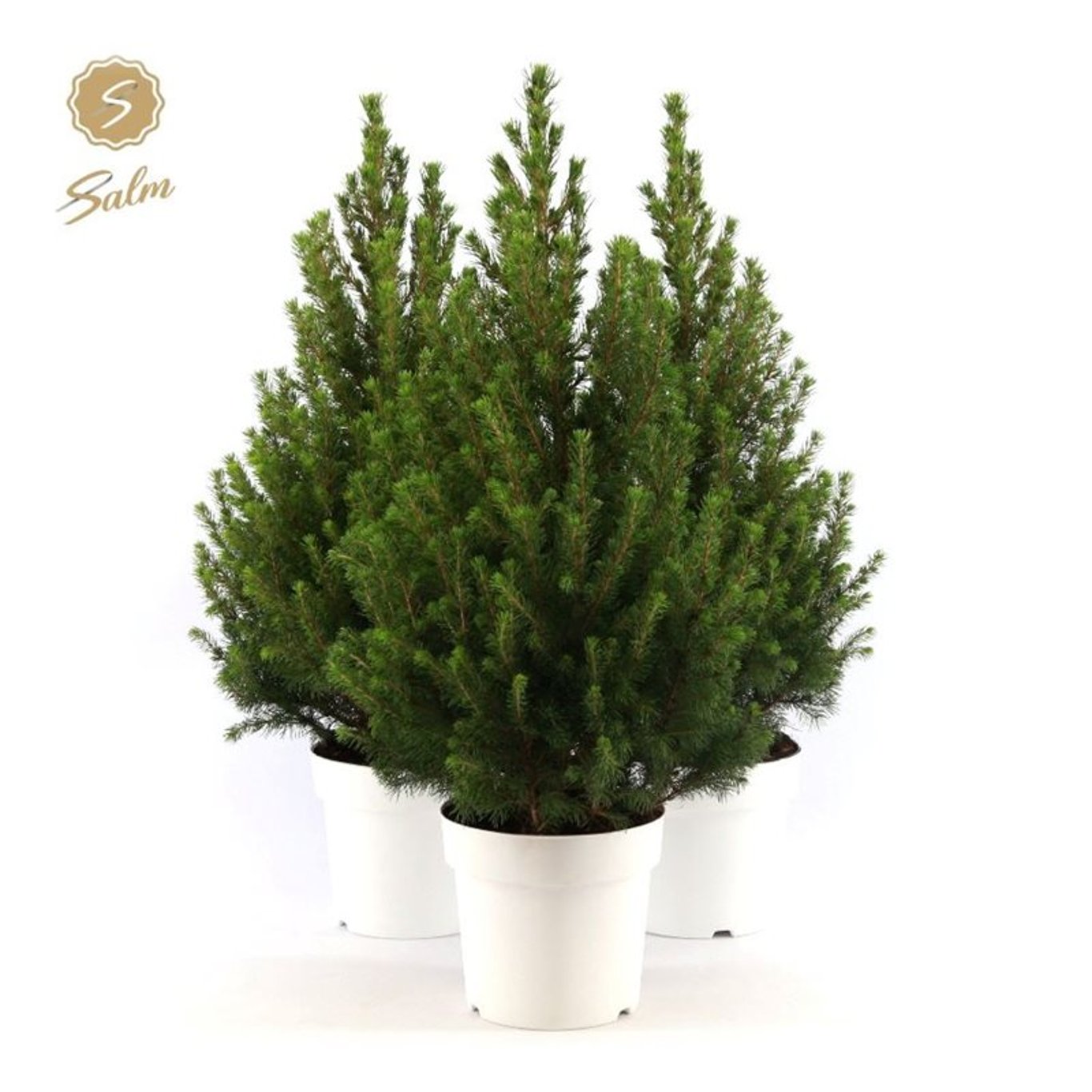 Vitgran – Picea glauca 'December' - C3 50-60 CM White pot