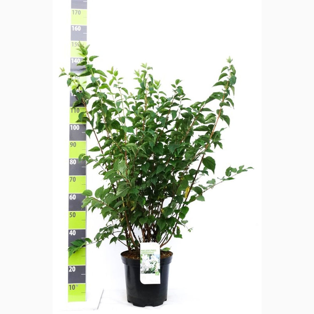 Schersmin – Philadelphus coronarius - C12 100-125 CM