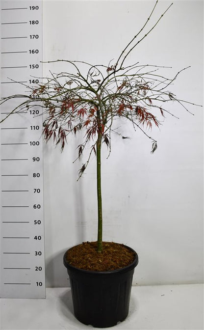 Japansk lönn – Acer palmatum &