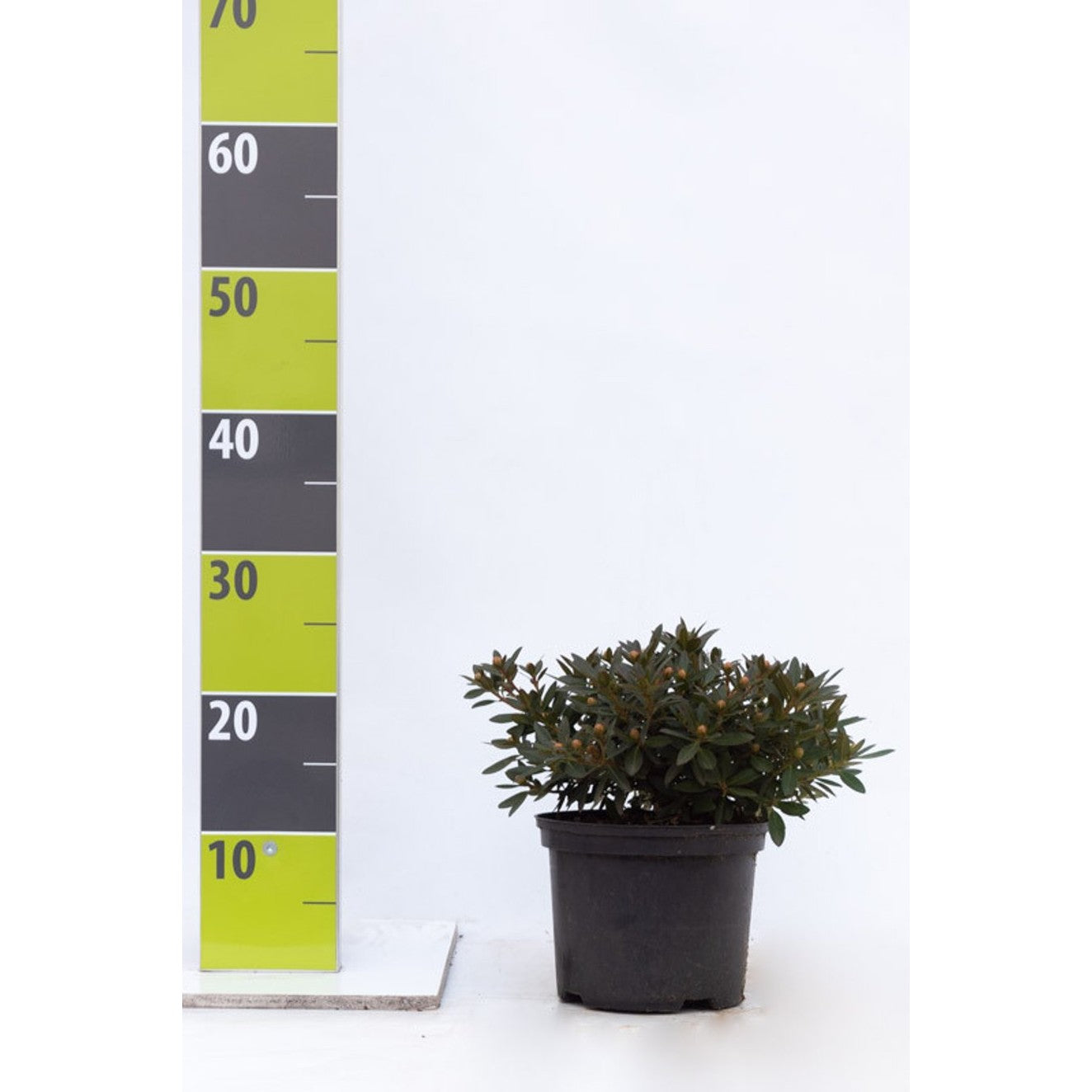 Rhododendron – Rhododendron Bloombux Magenta - C2 20-25 CM