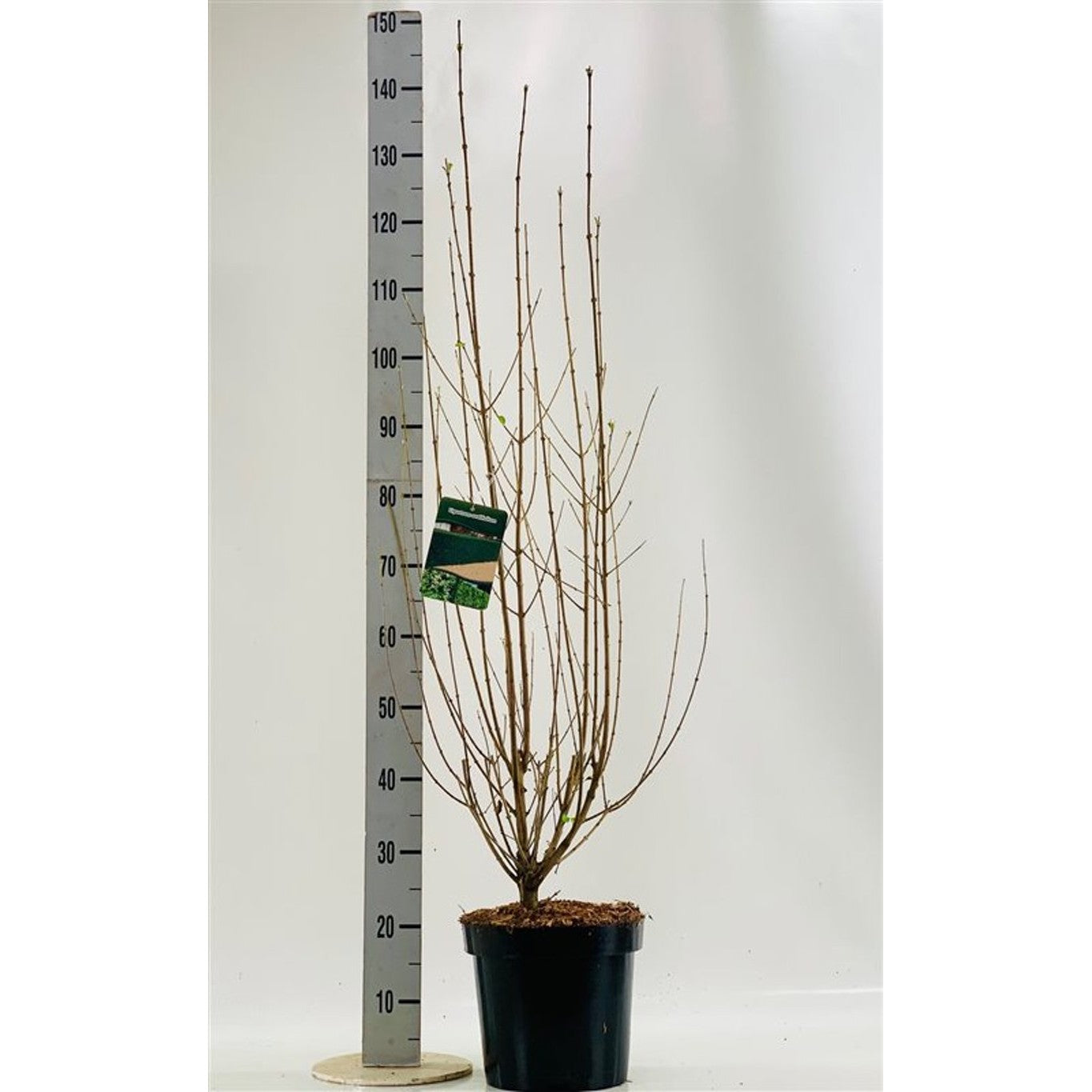 Liguster – Ligustrum ovalifolium - C7,5 125-150 CM