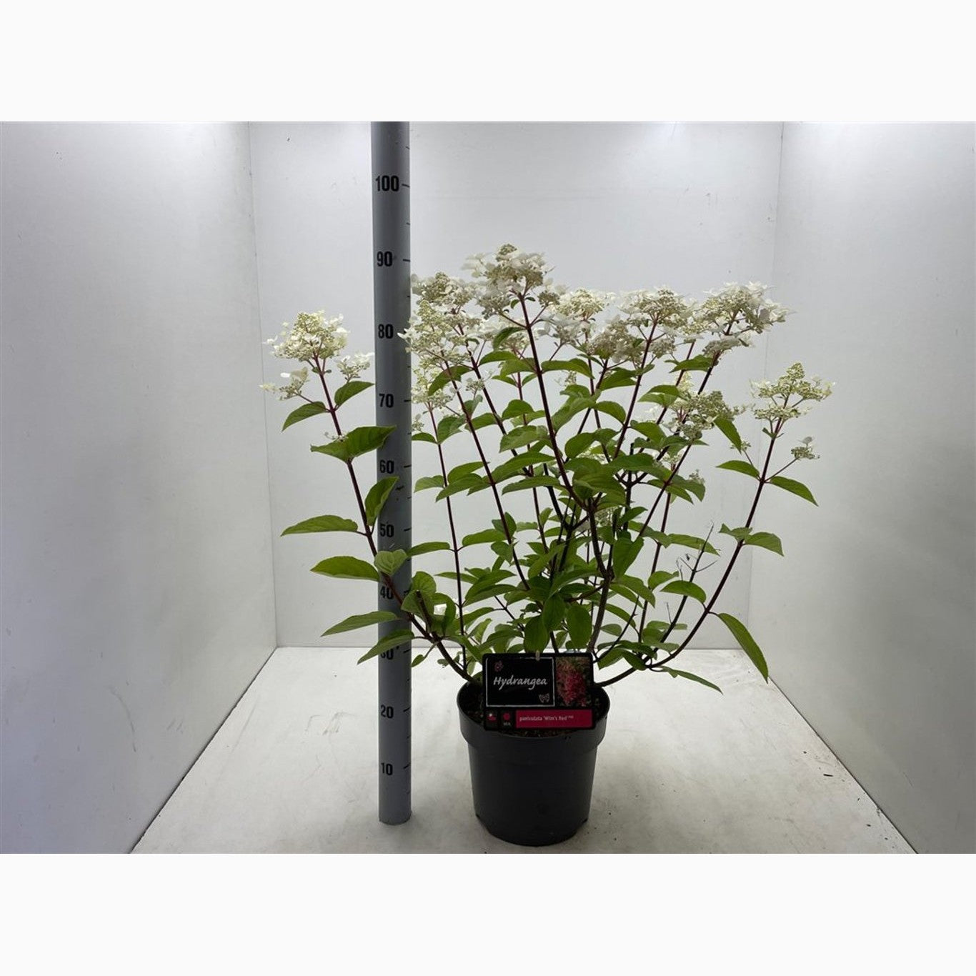 Syrenhortensia – Hydrangea paniculata 'Wim's Red' - C7,5