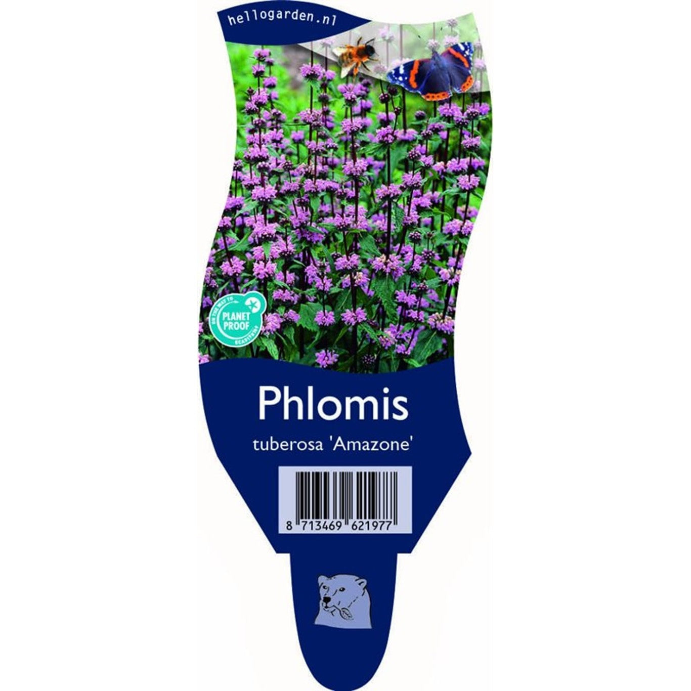 Lammöra – Phlomis tuberosa 'Amazone' - P11