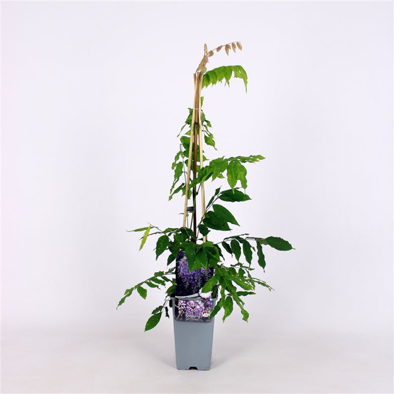 Kinesiskt blåregn – Wisteria sinensis 'Prolific' - C2 70/+ CM