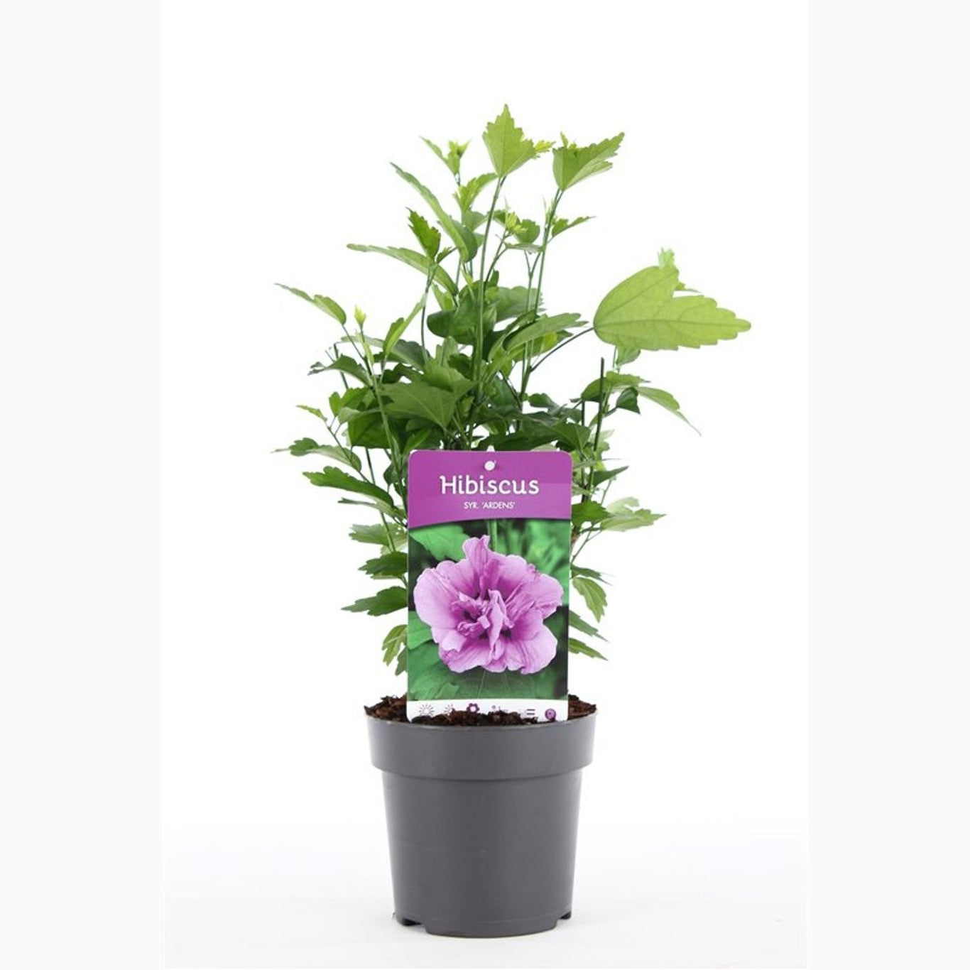 Hibiskus – Hibiscus syriacus 'Ardens' - C1,5