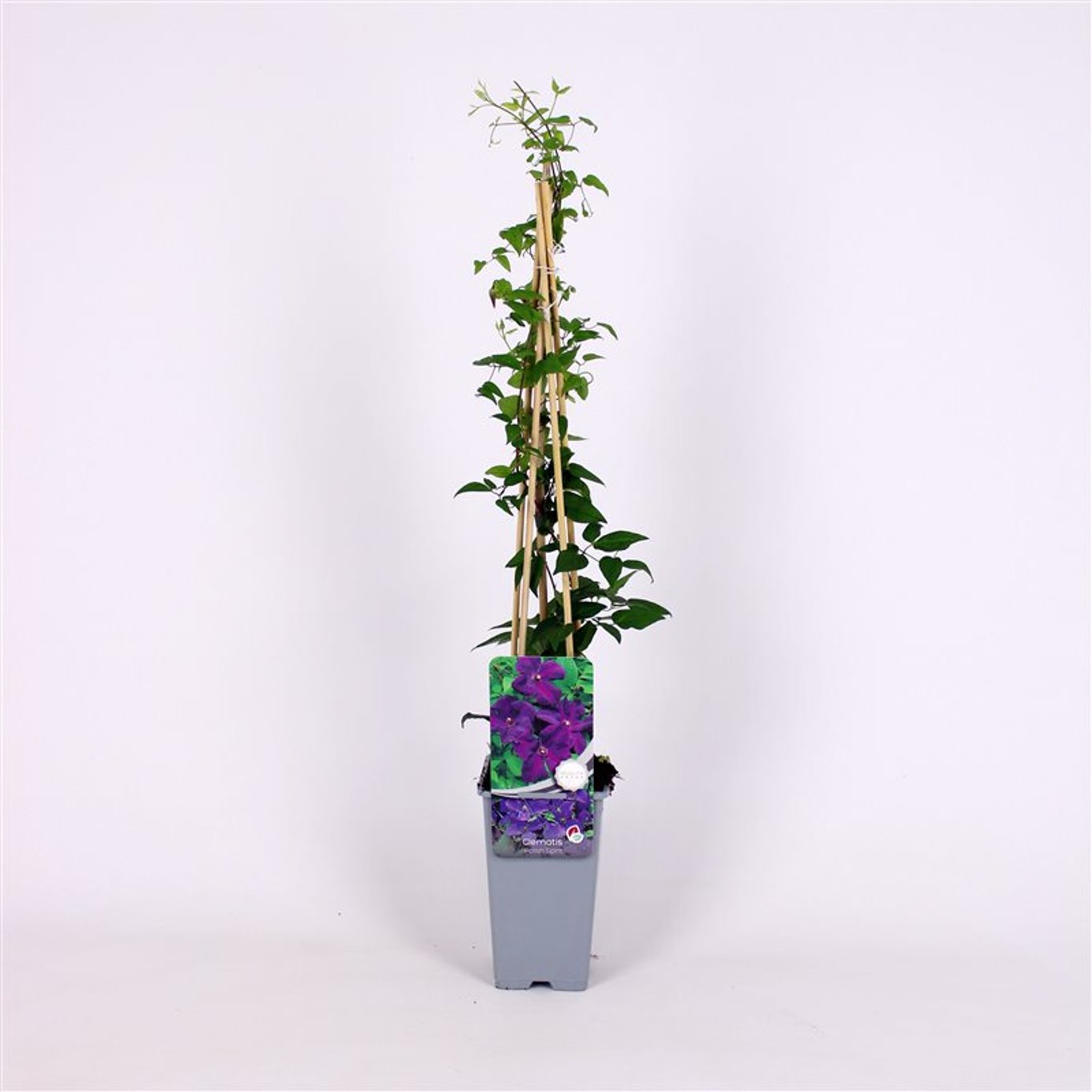 Klematis – Clematis 'Polish Spirit' - C2 70/+ CM