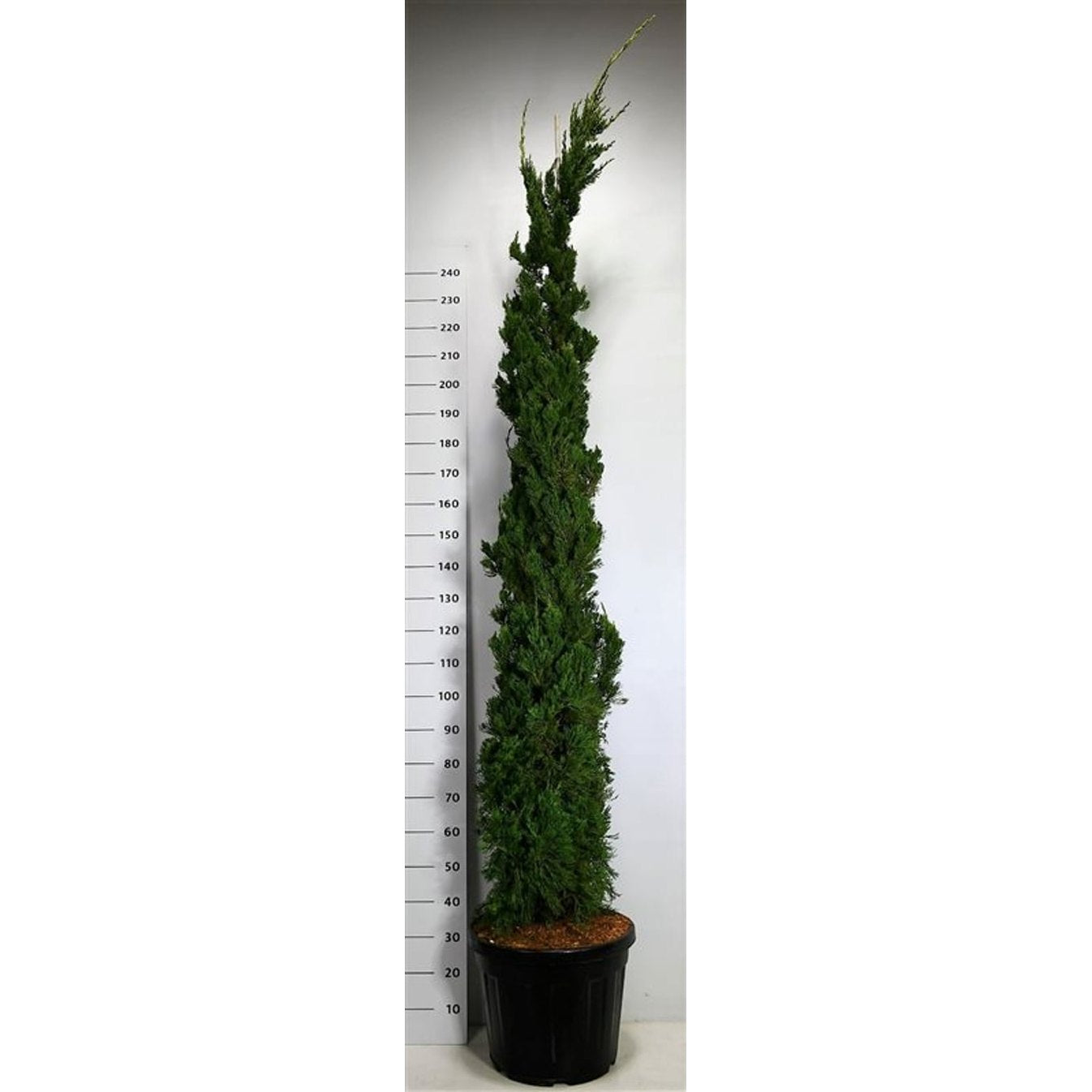 Kinesisk en – Juniperus chinensis 'Kaizuka' - 250-275 CM in Cont.
