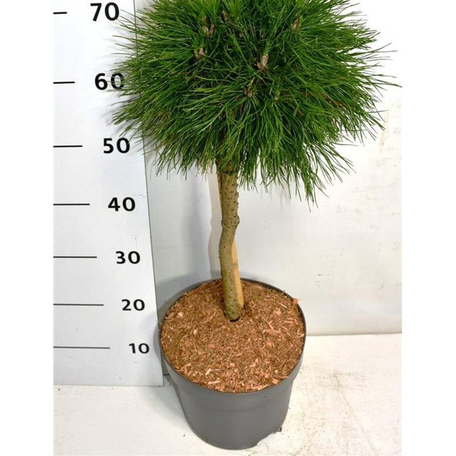 Bergtall – Pinus mugo 'Varella' - 40 CM Stem C7.5