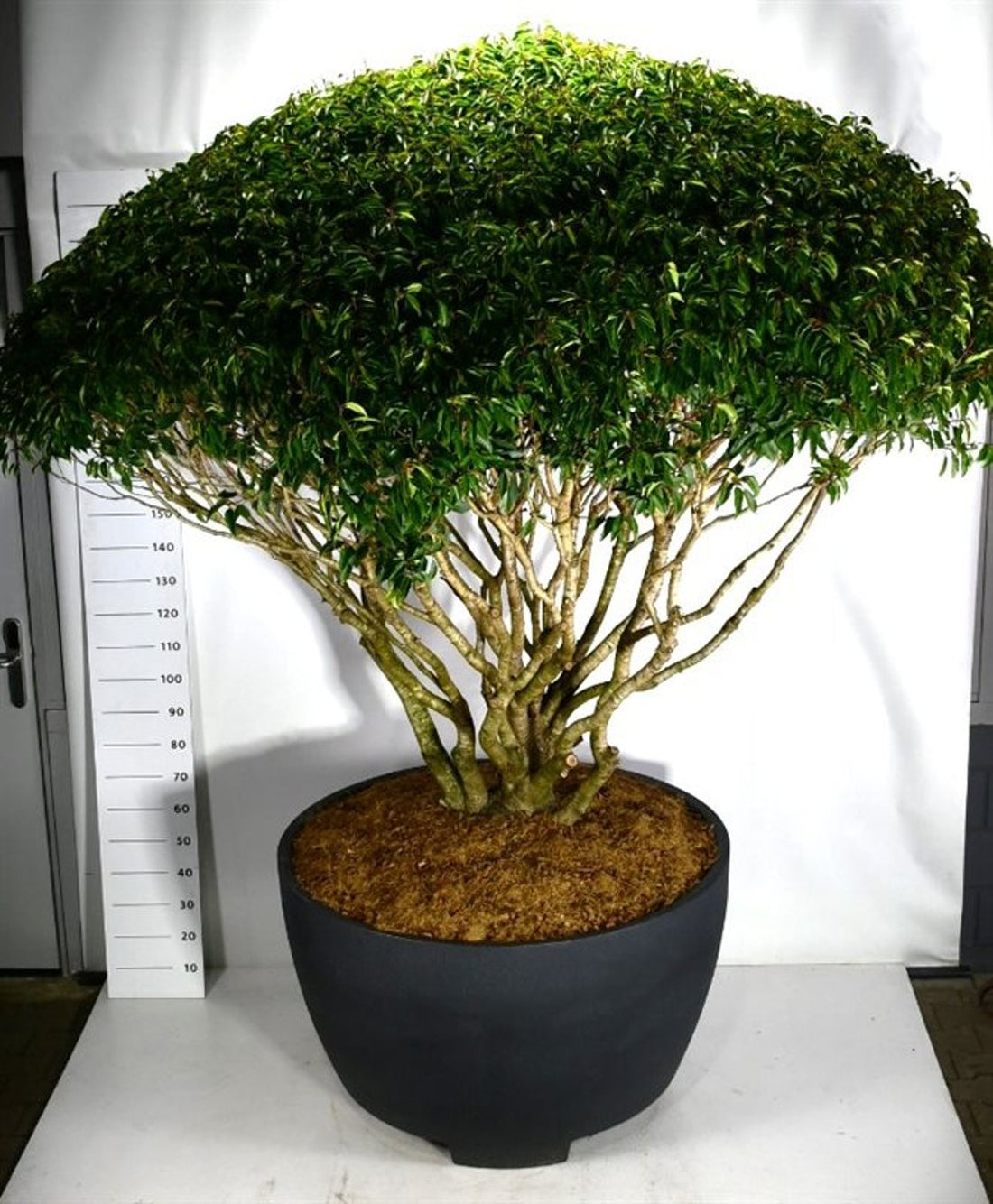 Portugisisk lagerhägg – Prunus lusitanica - C 670 Decopot 250-275 cm. Parasol