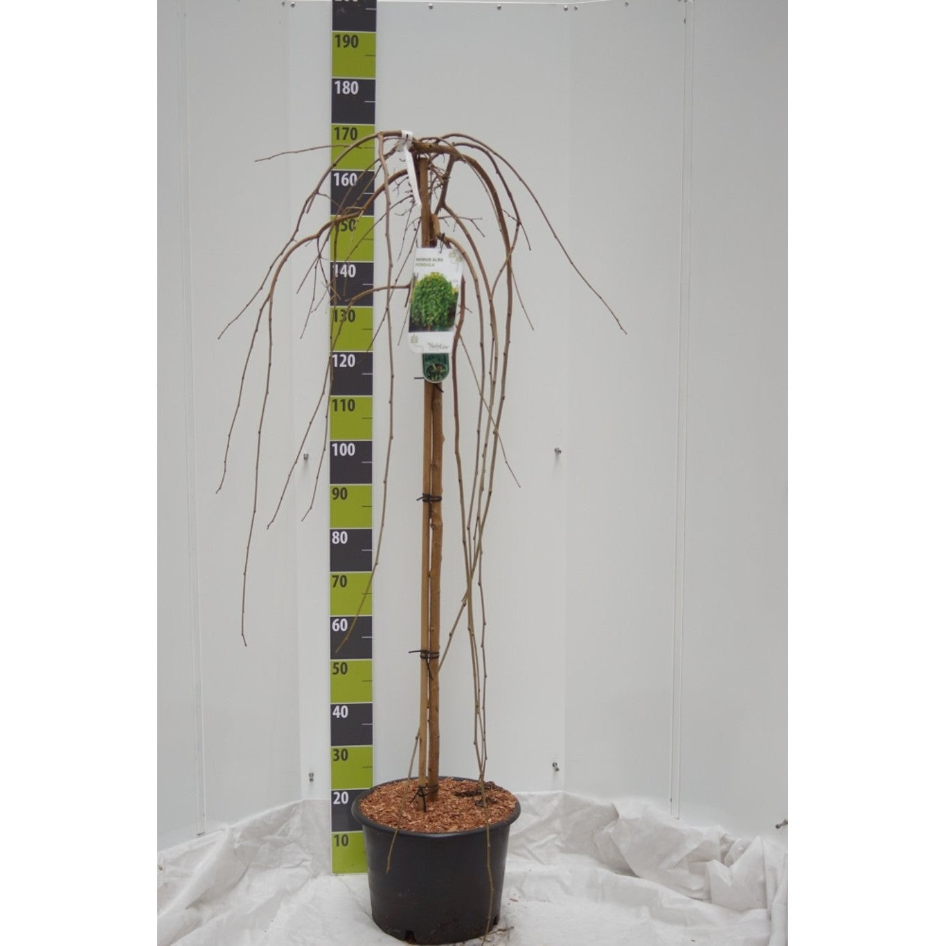 Hängmullbär – Morus alba 'Pendula' - 150 CM Stem C20