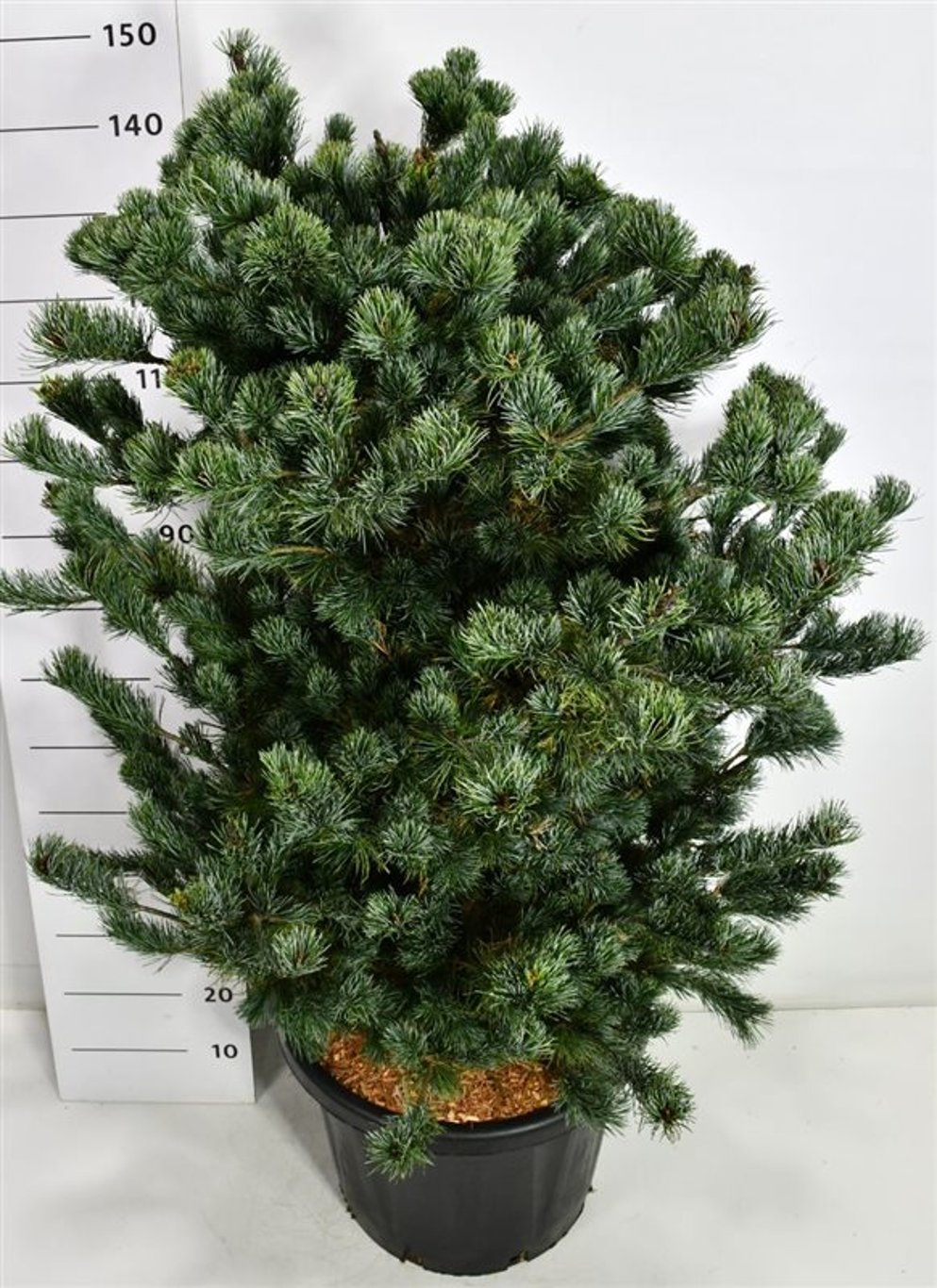 Japansk vit­tall – Pinus parviflora &
