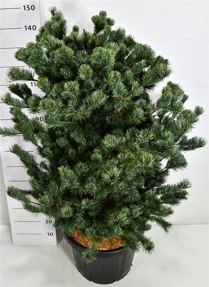 Japansk vit­tall – Pinus parviflora &