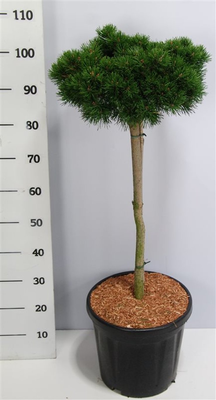 Bergtall – Pinus mugo &