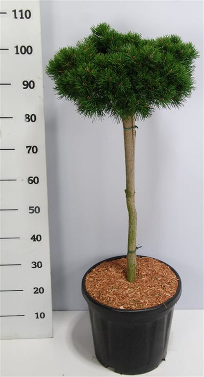 Bergtall – Pinus mugo &