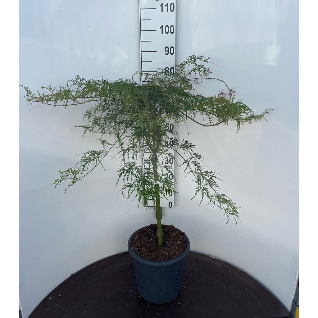 Japansk lönn – Acer pal. 'Russet Lace Leaf' - 50 CM Stem C15