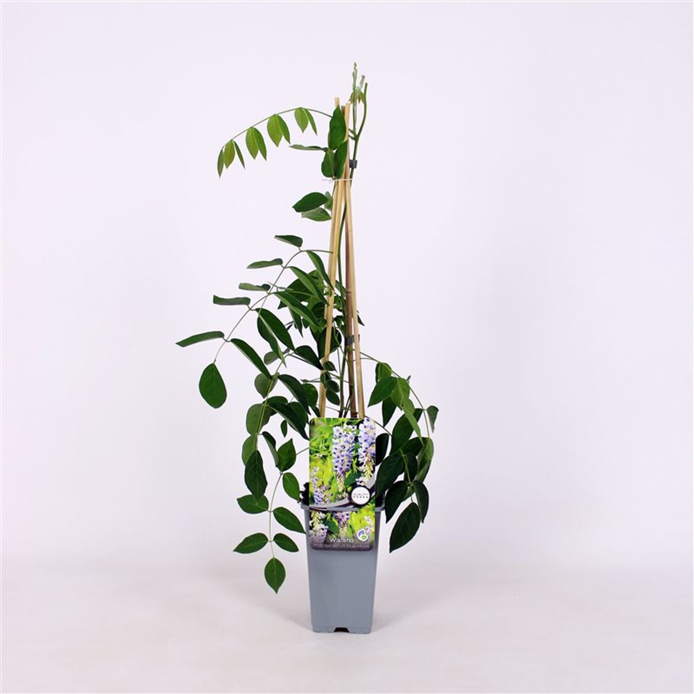 Blåregn – Wisteria macrostachya 'Blue Moon' - C2 70/+ CM