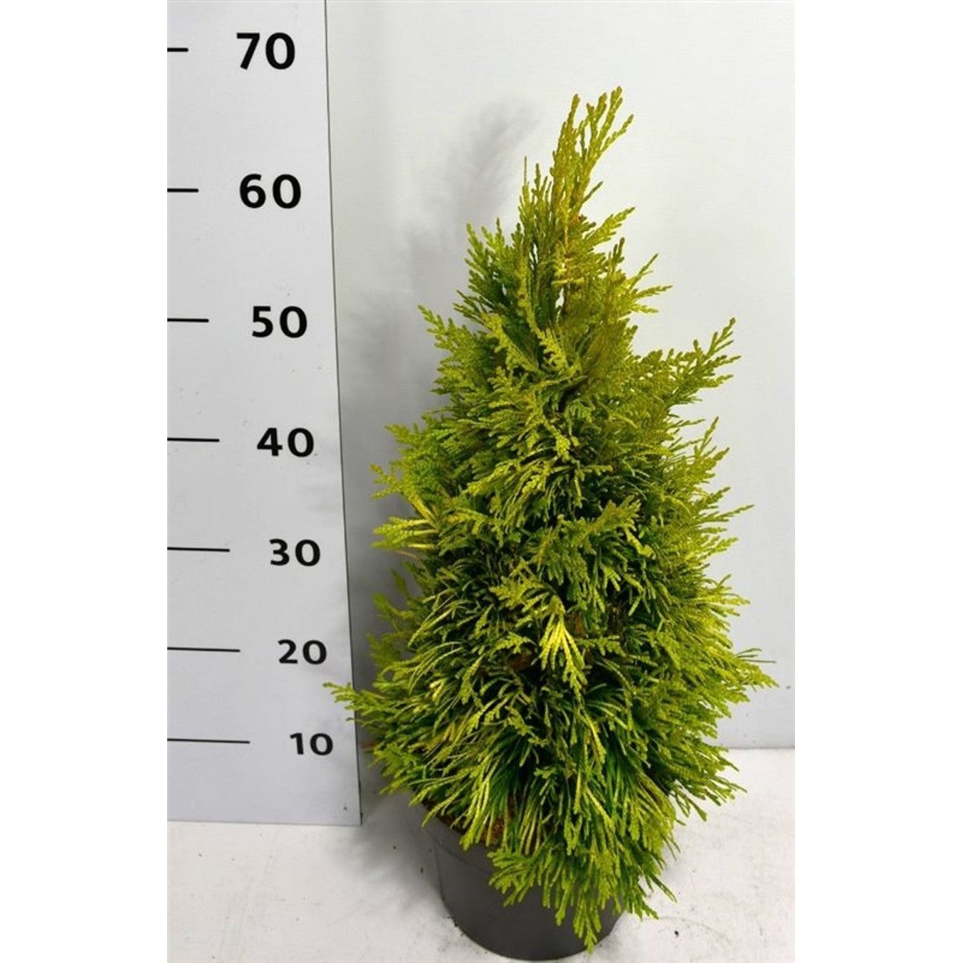 Thuja – Thuja plicata '4 Evergoldy' - C5 40-50 cm.