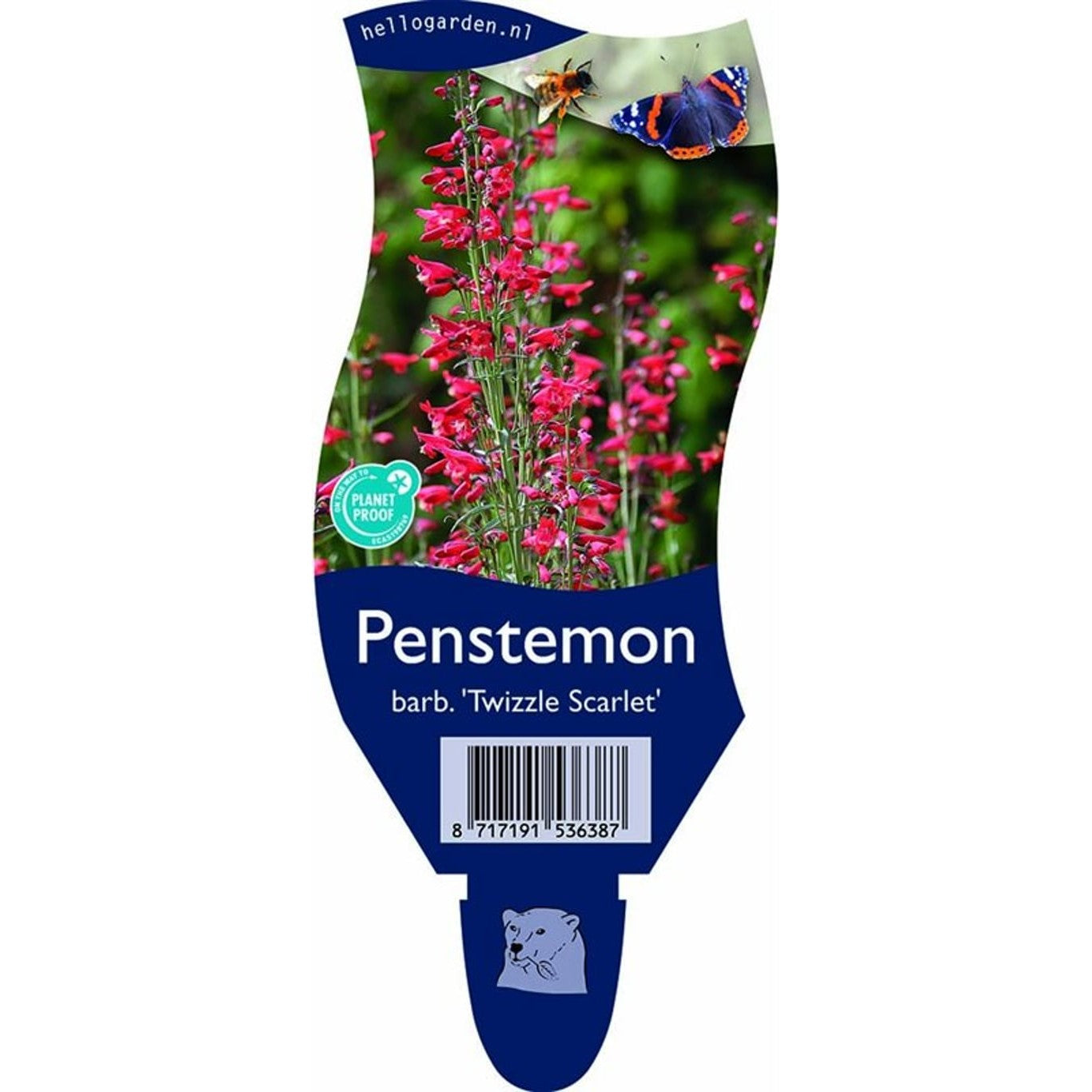 Penstemon – Penstemon barbatus 'Twizzle Scarlet' - P11