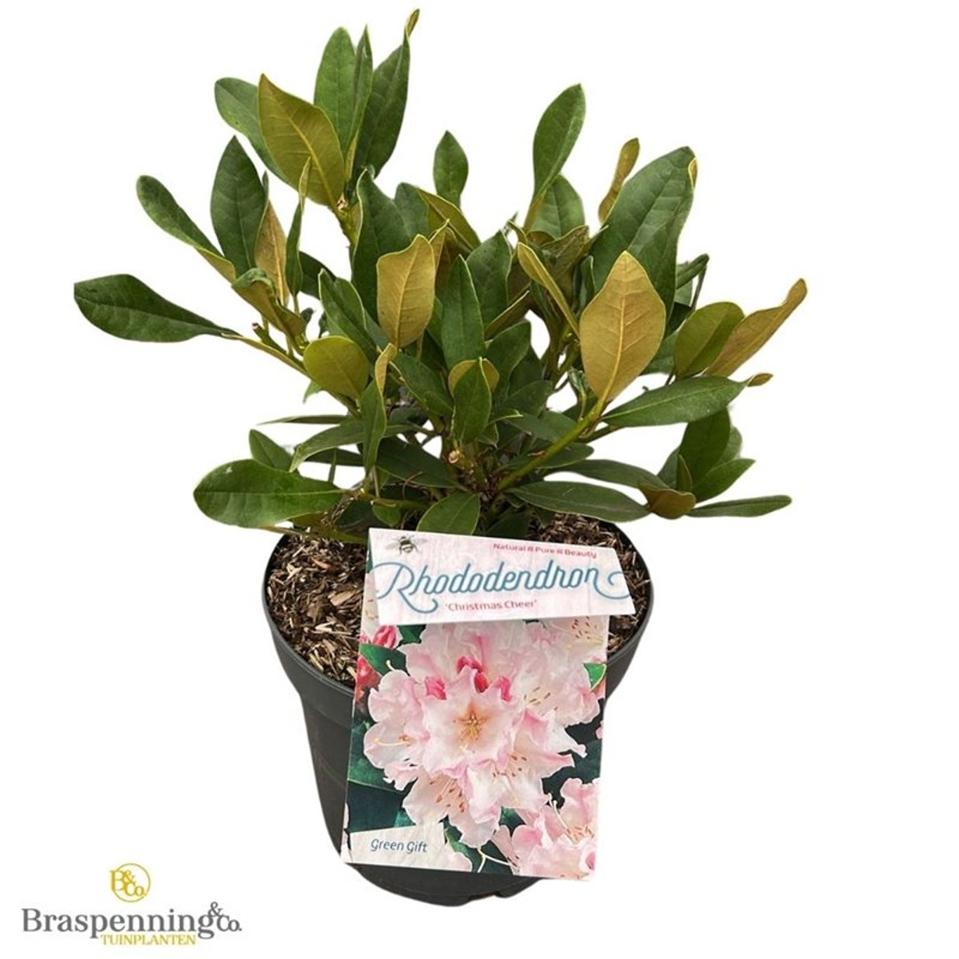 Rhododendron – Rhododendron (C); 'Christmas Cheer' - C5 30-40 CM