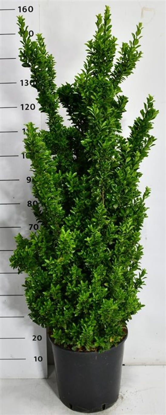 Japansk benved – Euonymus japonicus &