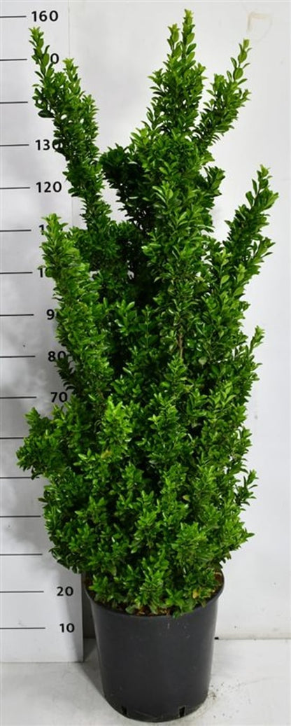 Japansk benved – Euonymus japonicus &
