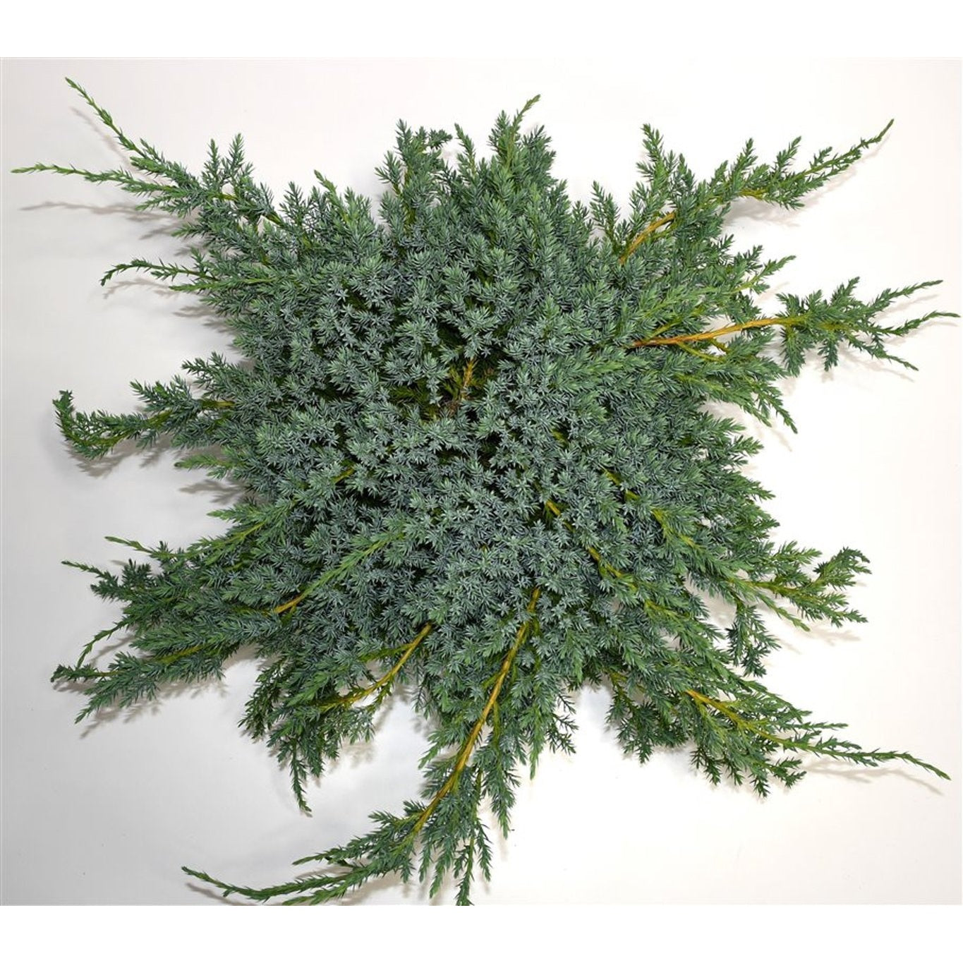 Himalaya-en – Juniperus squamata 'Blue Carpet' - C5 40-50 cm.