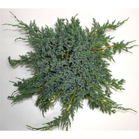 Himalaya-en – Juniperus squamata 'Blue Carpet' - C5 40-50 cm.