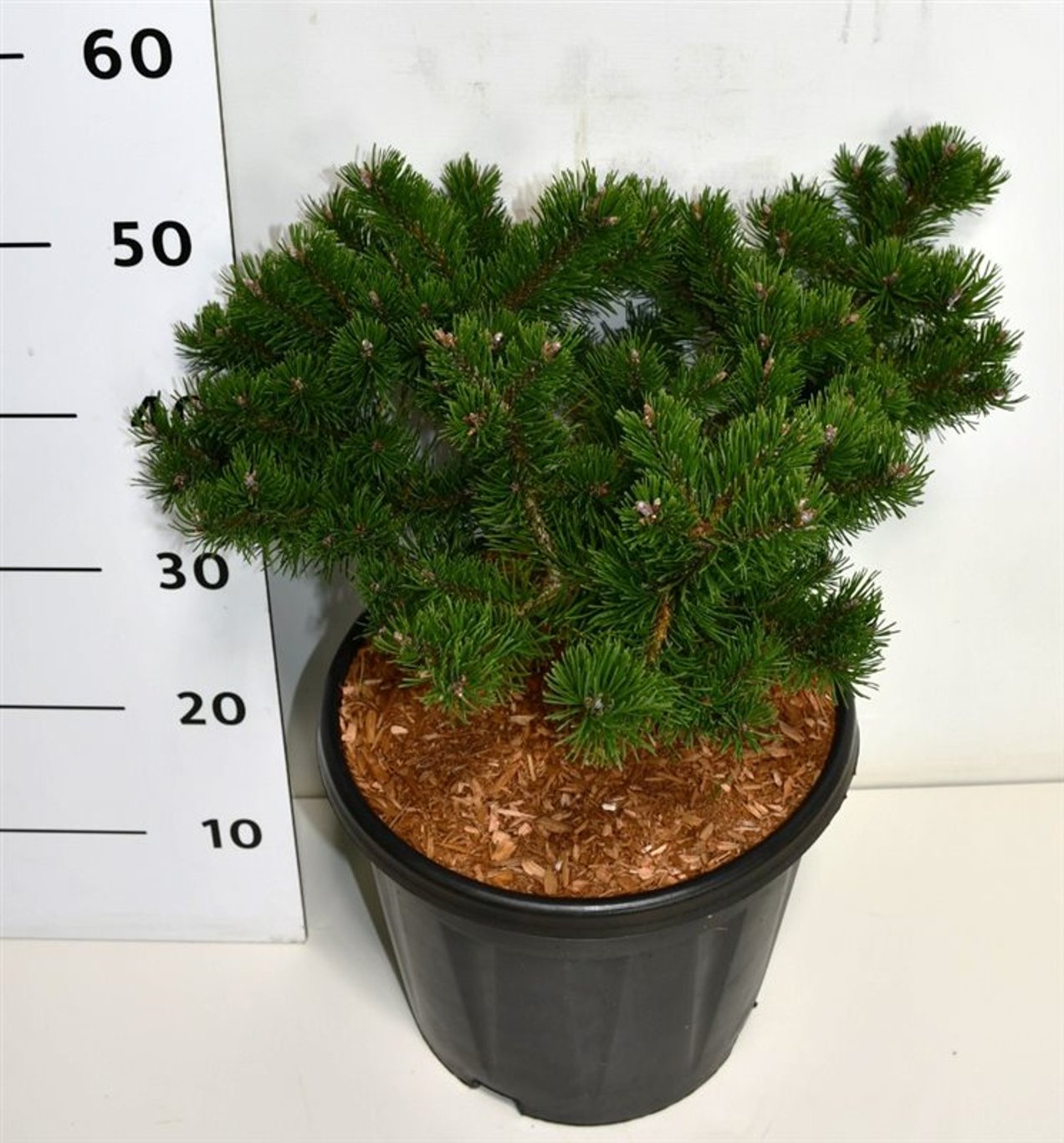 Bergtall – Pinus mugo 'Klosters Grun' - C13 35-40 cm.