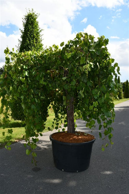 Vinranka – Vitis vinifera - C350 Oudestam