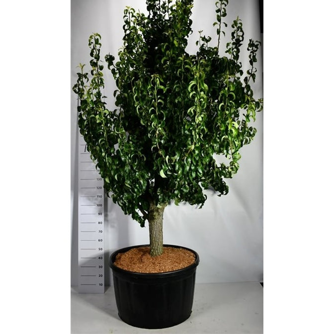 Päron – Pyrus communis &