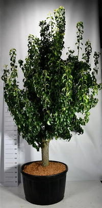 Päron – Pyrus communis 'Conference' - C280 Oudestam