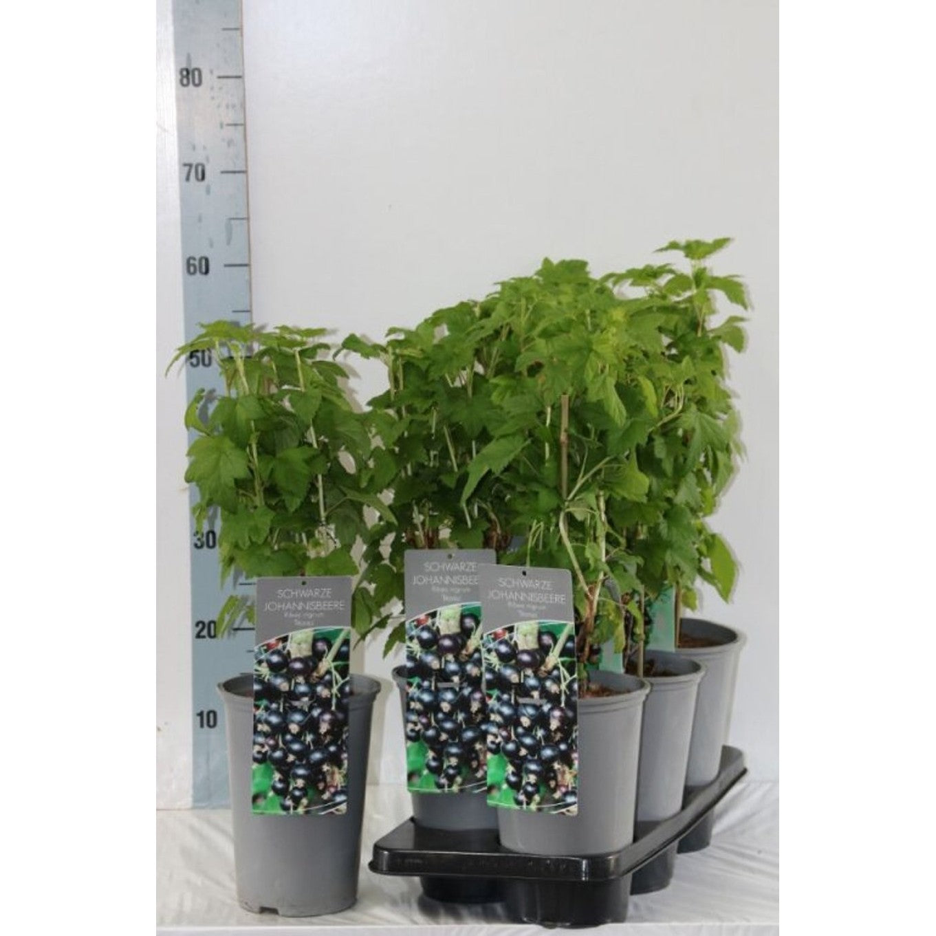 Svartvinbär – Ribes nigrum 'Titania' - C3 40-60 CM