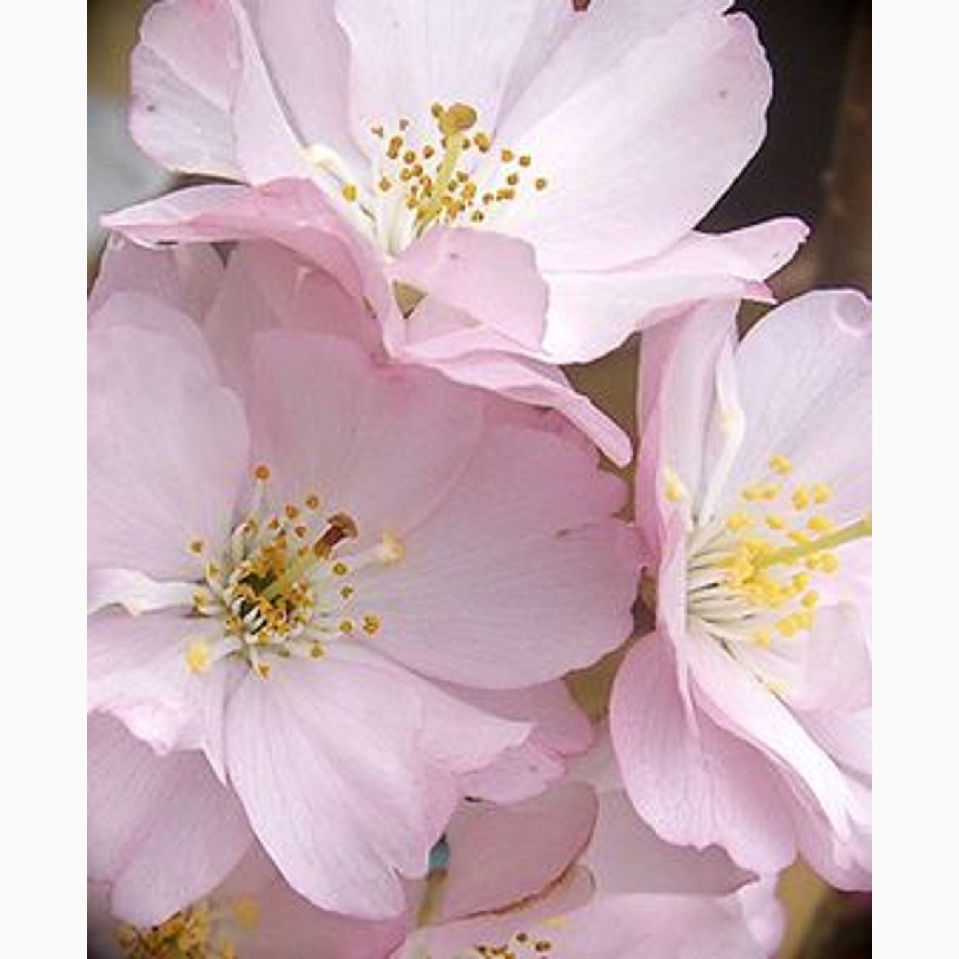 Körsbär – Prunus 'Accolade' - 12/14 RB