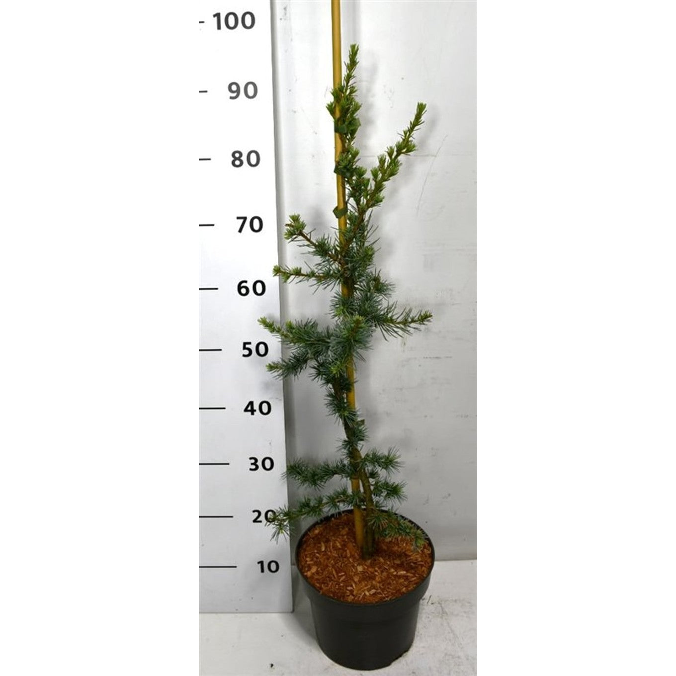 Libanonceder – Cedrus libani 'Glauca' - C5 80-100 cm.