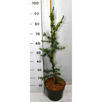 Libanonceder – Cedrus libani 'Glauca' - C5 80-100 cm.