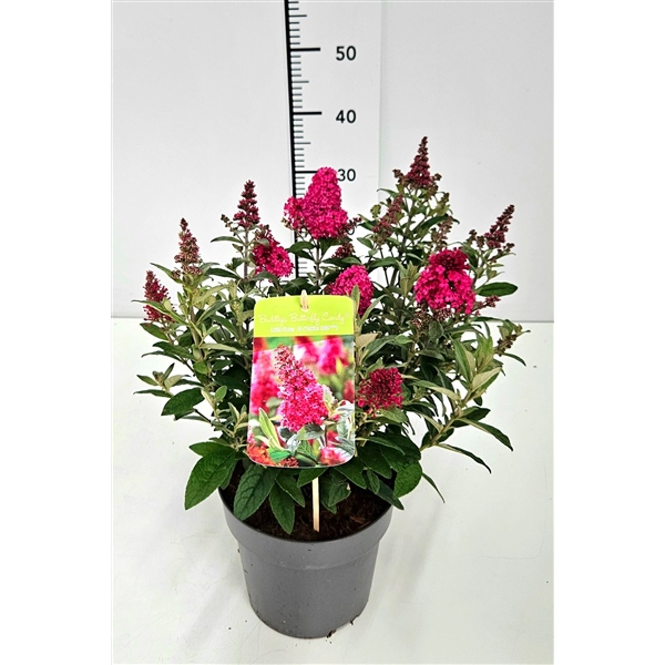 Sommarlilja – Buddleja d. 'B. Candy Little Ruby' - C3