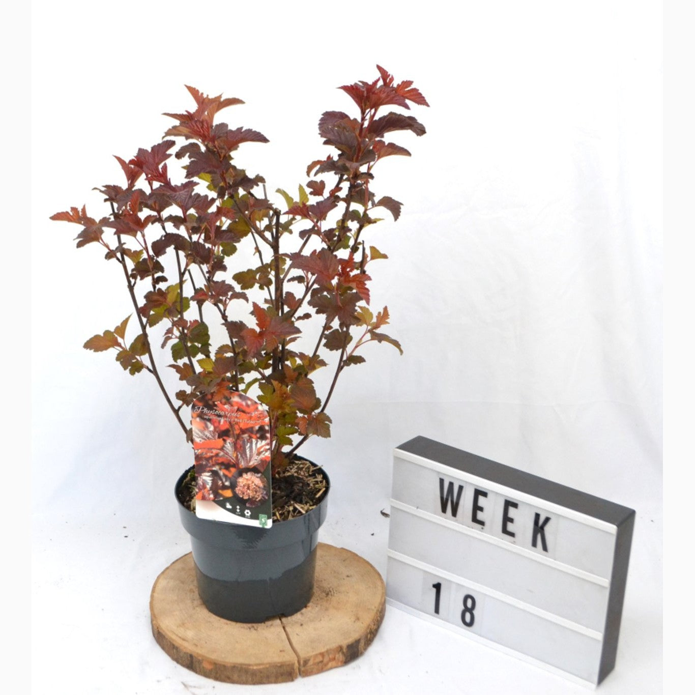 Smällspirea – Physocarpus opulifolius 'Lady in Red'® - C3 20-40 CM