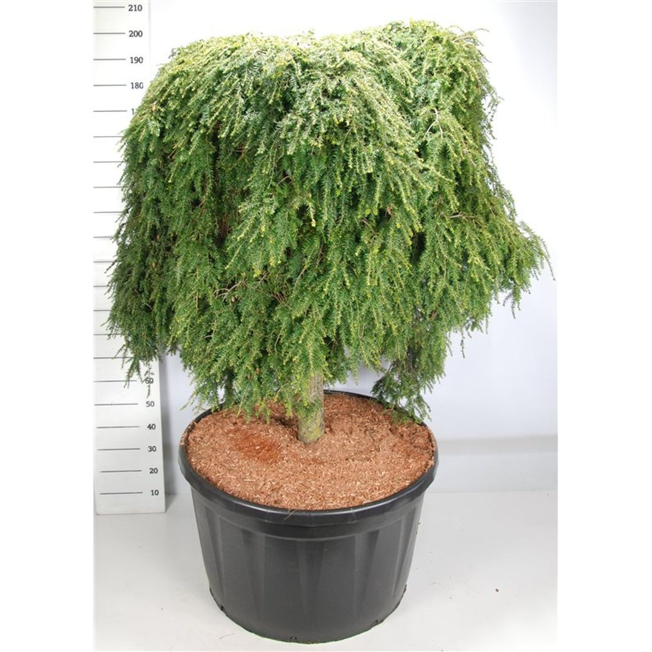 Hemlock – Tsuga canadensis 'Cole Prostrate' - C280 Halfstam