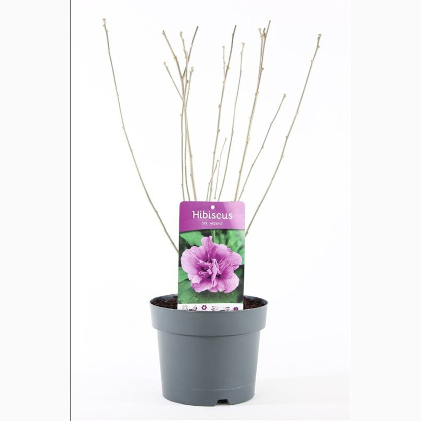 Hibiskus – Hibiscus syriacus 'Ardens' - C3