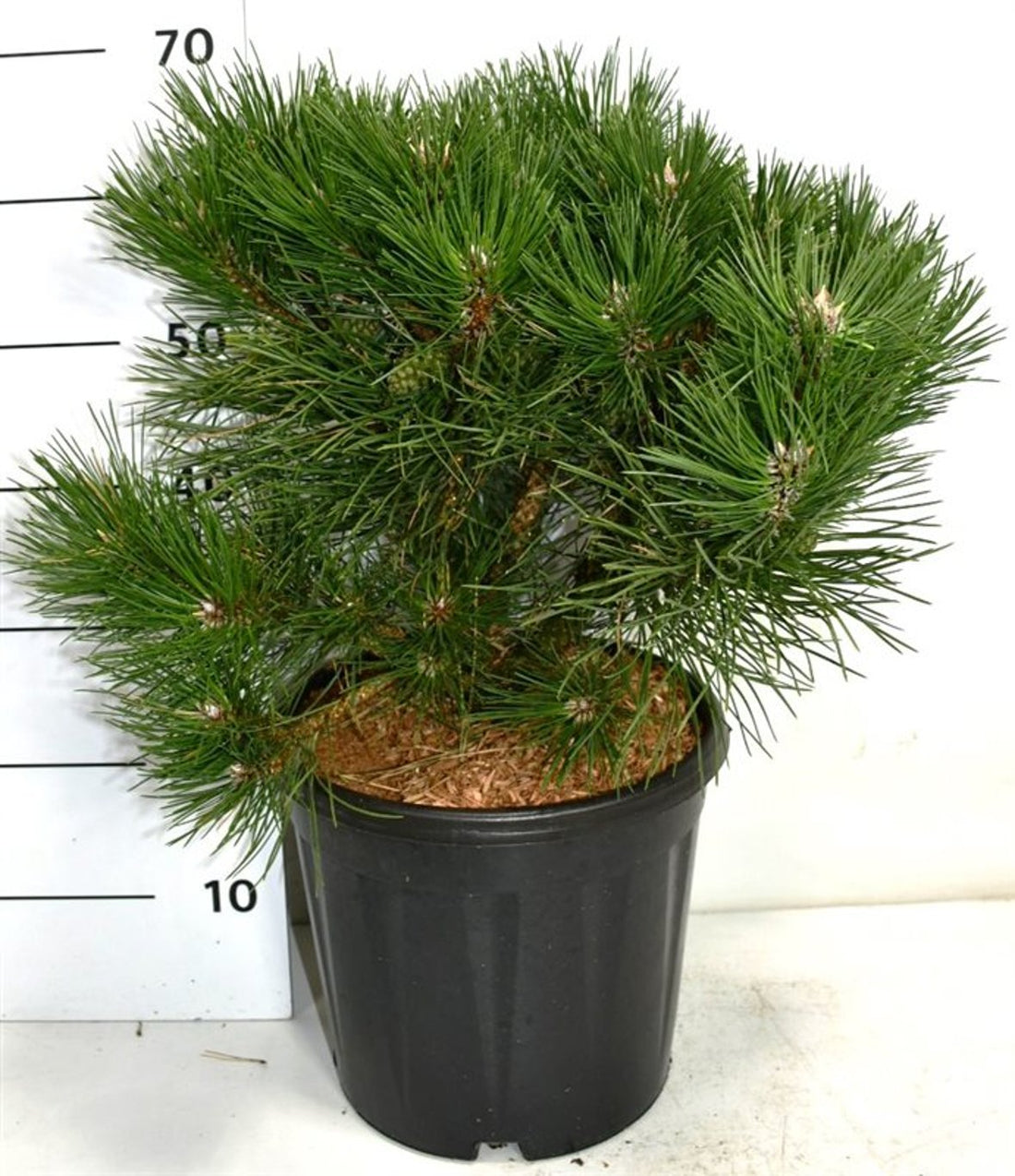 Svarttall – Pinus nigra &