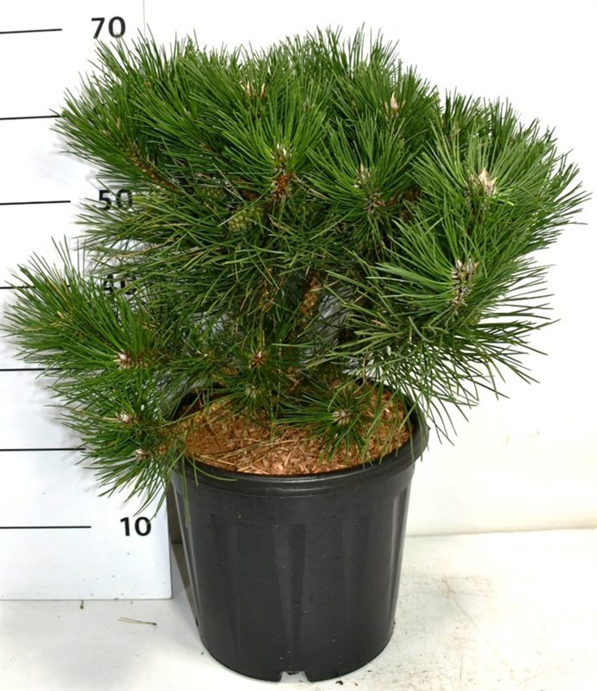 Svarttall – Pinus nigra &