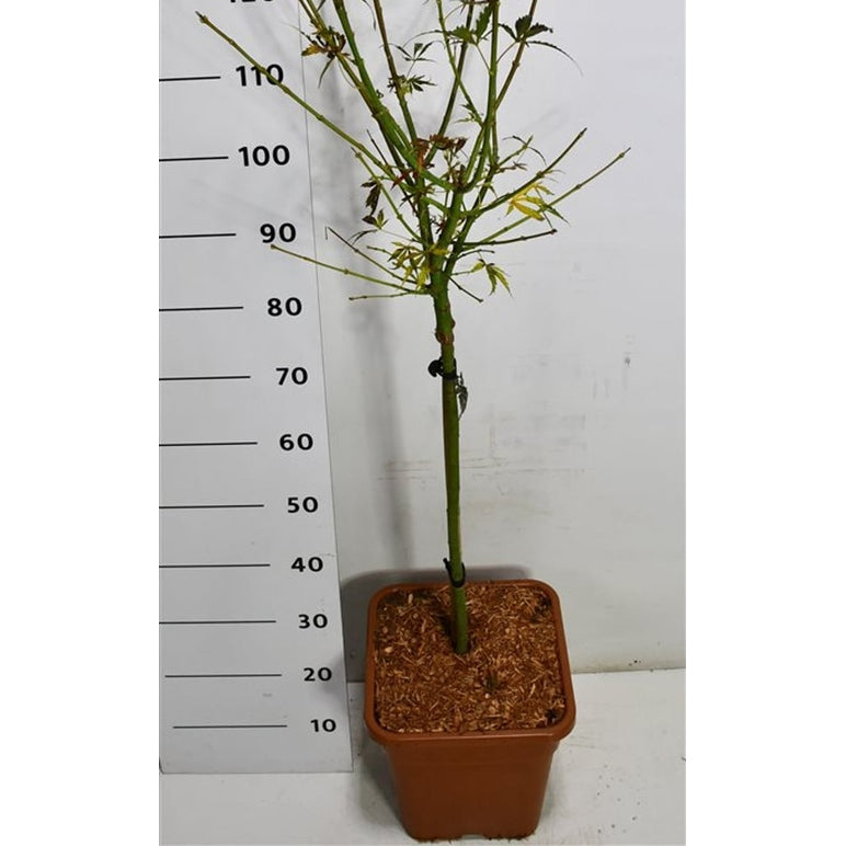 Japansk lönn – Acer palmatum 'Jerre Schwartz' - C15 60 cm. Stam